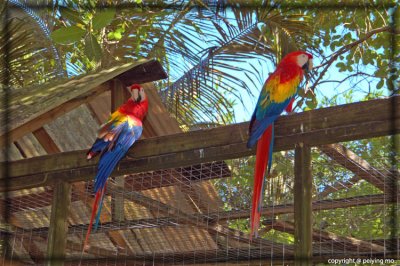 Scarlet Macaws - the national bird