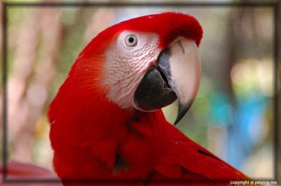 Scarlet Macaw Fluffy