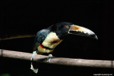 This toucan is scary looking