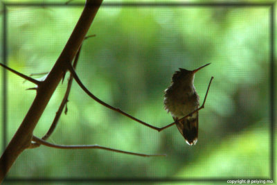 A hummingbird is seeking for shelter during a rainstorm