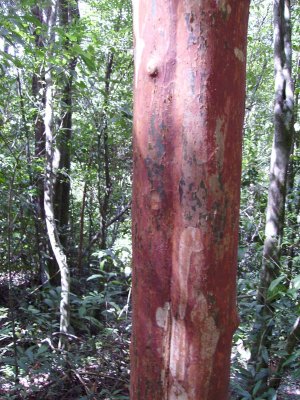 Ironwood tree in the jungle at Pico Bonito National park