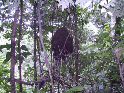 Large termite nest!