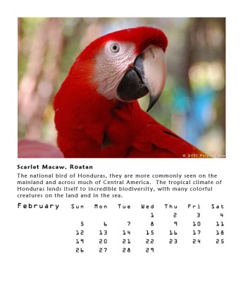 Scarlet Macaw, Roatan