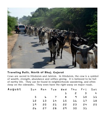 Traveling Bulls, North of Bhuj, Gujarat