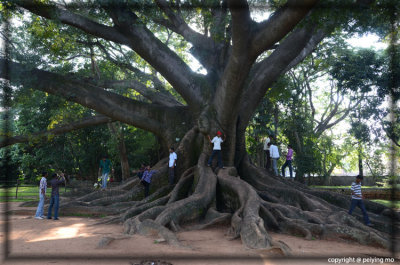 An old tree that attracts tons of locals