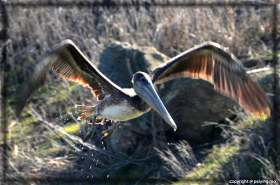 Brown Pelican