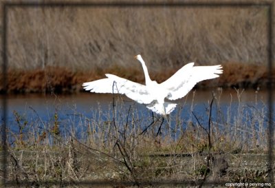 Great Egret - beautiful landing