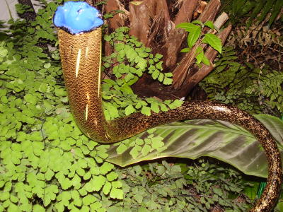 chihuly 004.jpg