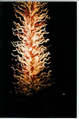 chihuly 025.jpg