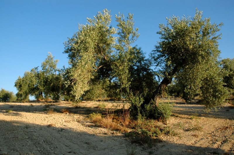 Olive tree
