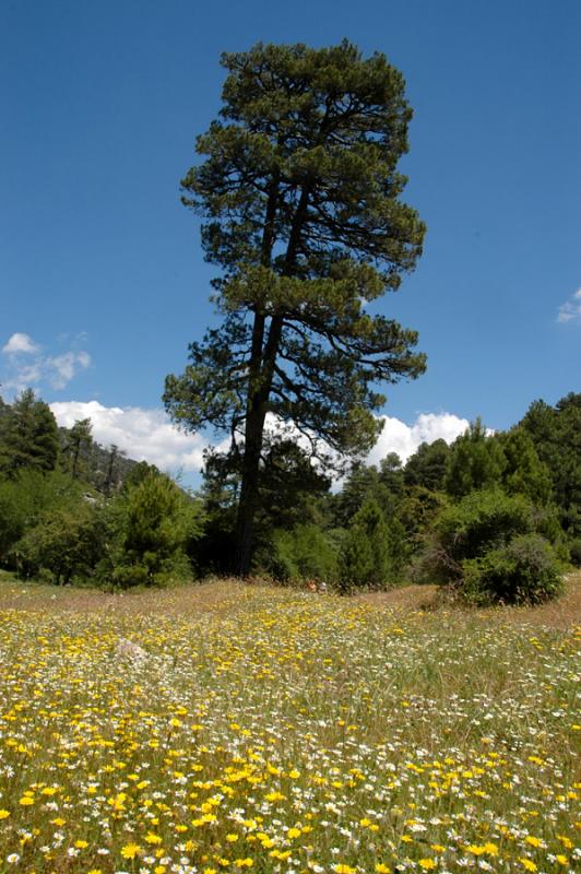 Pine