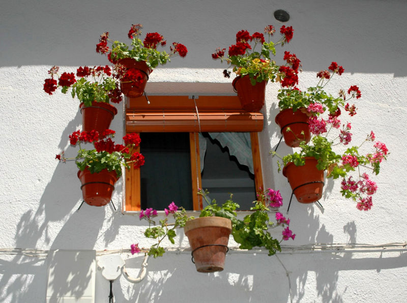 Window