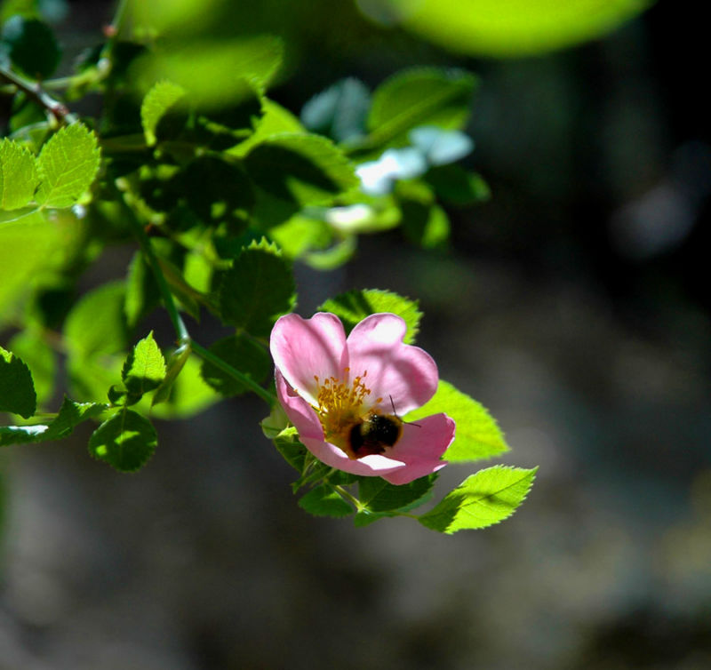 Wild rose