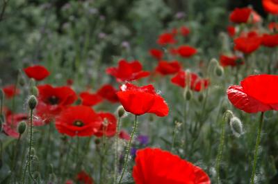 Poppy
