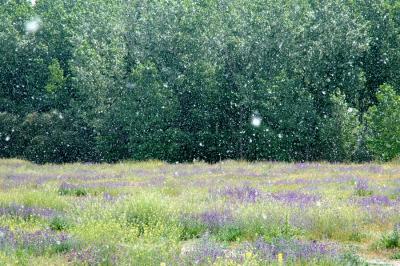 Snowing pollen - Carranque