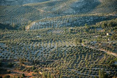 Olive lands