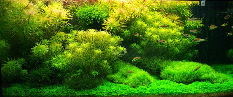 Winning work: 1st place aquascape - Aquabotanic  Aquascaping Contest 2004