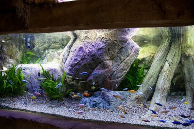 Giant Rock Layout by Oliver Knott