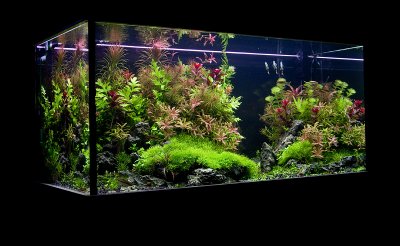 NEW 360 Liter Aquascape by Oliver Knott