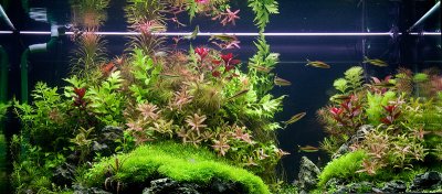 NEW 360 Liter Aquascape by Oliver Knott