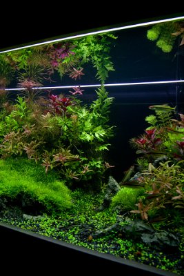 NEW 360 Liter Aquascape by Oliver Knott