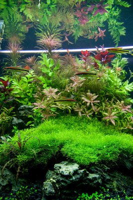 NEW 360 Liter Aquascape by Oliver Knott