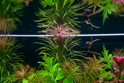 NEW 360 Liter Aquascape by Oliver Knott