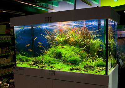 NEW 360 Liter Aquascape by Oliver Knott