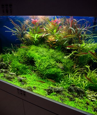 NEW 360 Liter Aquascape by Oliver Knott