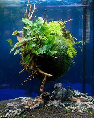Giant Cladophora Ball by Oliver Knott