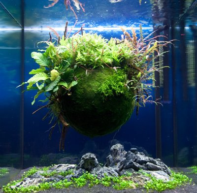 Giant Cladophora Ball by Oliver Knott