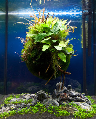 Giant Cladophora Ball by Oliver Knott