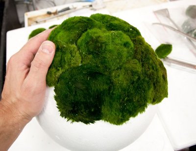 Making of Giant Cladophora Ball by Oliver Knott