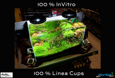 New 64 liter aquascape by Oliver Knott - 100% Linea Cups  
