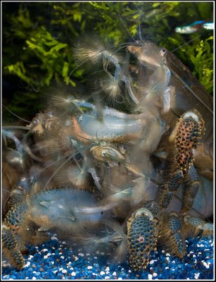 By Oliver Knott (Copyright Klle-Zoo GmbH)