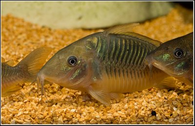 Corydoras-brochis - By Oliver Knott (Copyright Klle-Zoo GmbH)