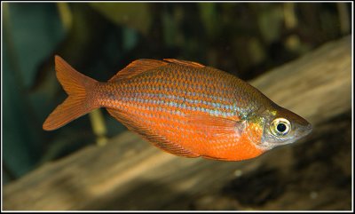 Roter-Regenbogenfisch - By Oliver Knott (Copyright Klle-Zoo GmbH)