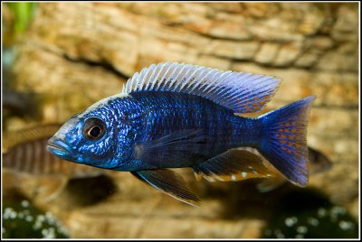 Scianochromis freyeri - By Oliver Knott (Copyright Klle-Zoo GmbH)