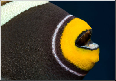 Balistoides conspicillum (Close up) - By Oliver Knott (Copyright Klle-Zoo GmbH)