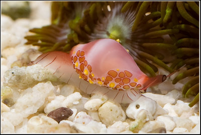 Saltwater Invertebrates