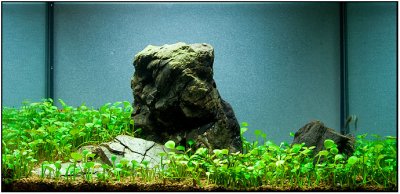 3 months after set up - Make it easy Shrimp tank
