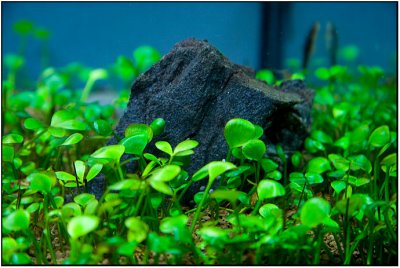 3 months after set up - Make it easy Shrimp tank
