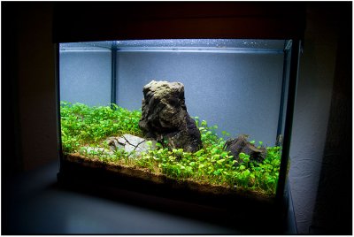3 months after set up - Make it easy Shrimp tank