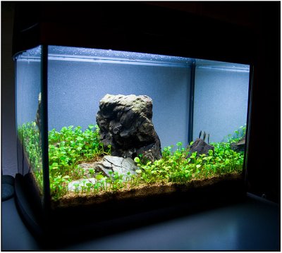 3 months after set up - Make it easy Shrimp tank