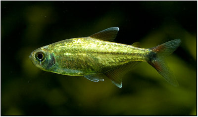 Gold Tetra - (Hemigrammus rodwayi)