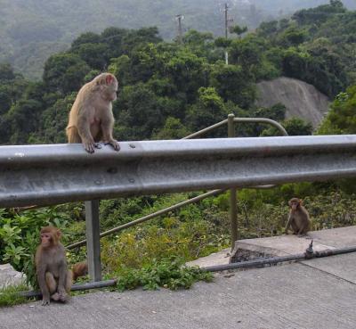 Monkeys galore!