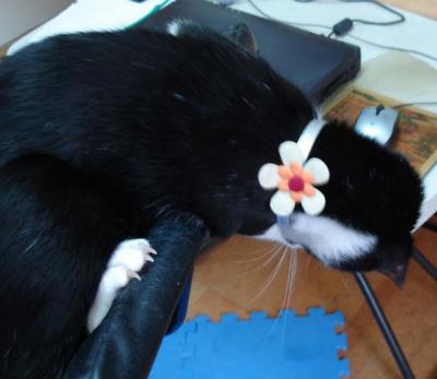 Aunt Charlene bought DZ a cute collar