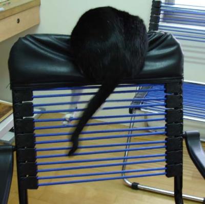 Whose tail is that?