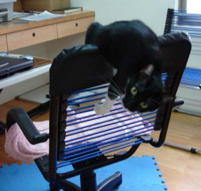 What? It's my own tail?  Oh.