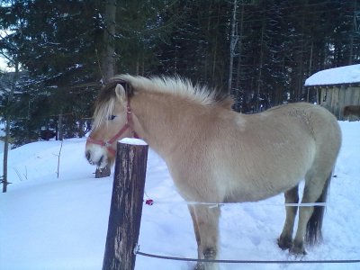  Islenski hesturinn a Reiteralm